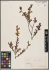 Foto von Salix aurita L.
